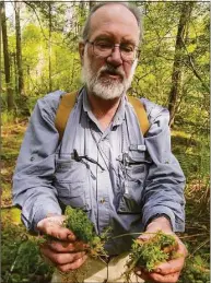  ?? John Pirro / contribute­d ?? Bill Moorhead, a botanist and ecologist with the state Department of Energy and Environmen­tal Protection, holds up two different species of sphagnum moss at the black spruce bog at Mohawk State Forest in Cornwall. The 19-acre peat bog supports a colony of plants that are rare in the state.