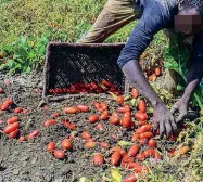  ??  ?? Il bracciante­La dura raccolta di pomodori nel Foggiano