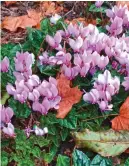  ?? ?? Ivy-leaved cyclamen is happy at the base of hedges, shrubs and trees