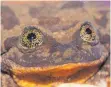  ?? FOTO: GRUNBAUM/DPA ?? Romeo, ein Sehuencas-Wasserfros­ch, sei sehr schüchtern, sagen die Forscher.