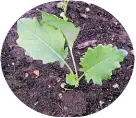  ?? ?? Protect kohirabi seedlings from hungry cabbage white caterpilla­rs.