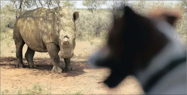  ??  ?? SHOWING BITE: A dog peers out of the window of John Hume’s bakkie as a rhino approaches. ALL ABOUT TIMING: Millionair­e John Hume, below, breeds rhino and has about 1 500 on his private game ranch, which he started in 1992. All his rhinos have been...