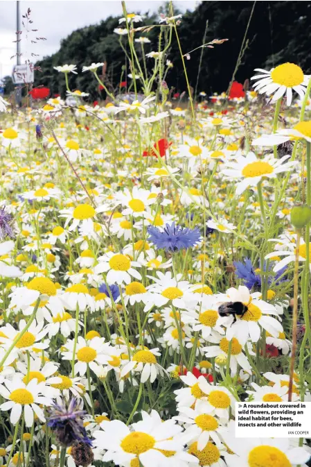  ?? IAN COOPER ?? A roundabout covered in wild flowers, providing an ideal habitat for bees, insects and other wildlife