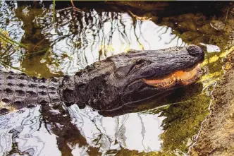  ?? IRFAN KHAN/LOS ANGELES TIMES/TNS ?? On May 24, 2007 — a few weeks after his first confirmed sighting in more than a year — famed Reggie the alligator was finally captured.