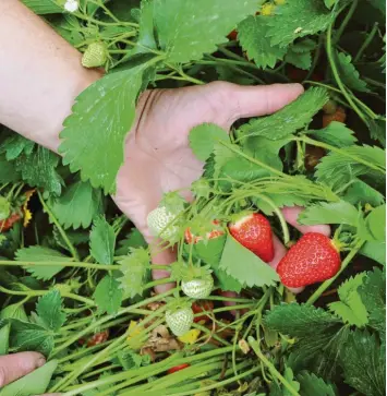  ?? Fotos: Maria Heinrich ?? Die ersten Erdbeeren sind bereits reif und können geerntet werden. Früchte aus deutscher Erzeugung finden Verbrauche­r auch im Supermarkt, aber Felder zum Selberpflü­cken werden immer beliebter.