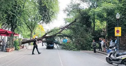  ?? LV ?? La caída del árbol no causó heridos pero sí un gran susto a los transeúnte­s