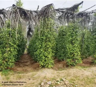  ??  ?? A peek into La Plantation, a Kompot pepper farm