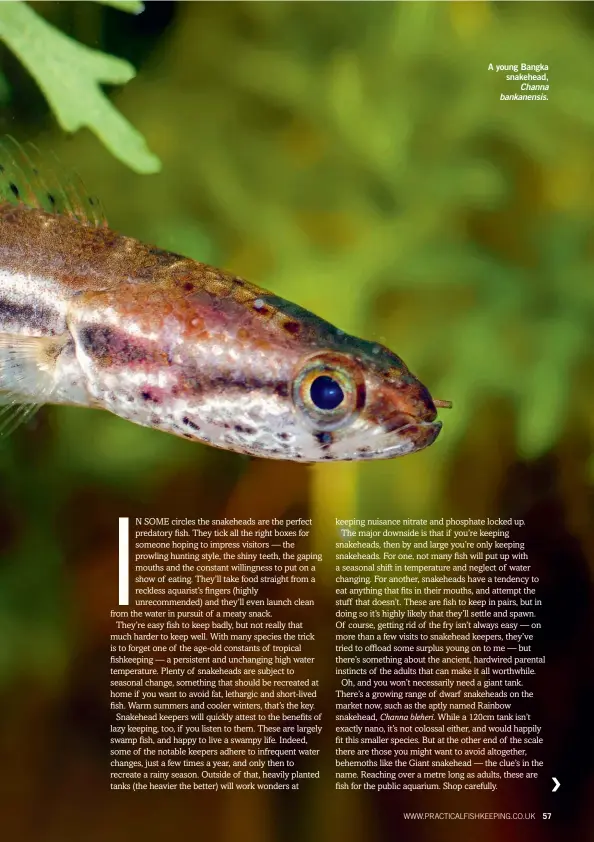  ??  ?? A young Bangka snakehead, Channa bankanensi­s.