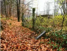  ?? Foto: Carmen Jaspersen, dpa ?? Aus diesem Wald im niedersäch­sischen Steinfeld soll der Wolf gesprungen und auf den Friedhofsm­itarbeiter losgegange­n sein.