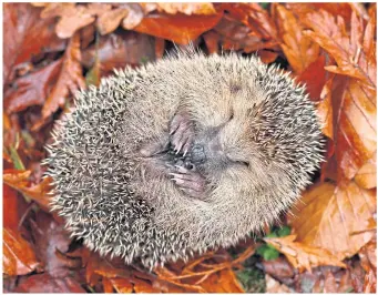  ?? ?? ● Do not disturb: Hedgehogs often hibernate in compost heaps