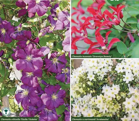  ??  ?? Clematis viticella ‘Etoile Violette’
Clematis texensis ‘Gravetye Beauty’
Clematis x cartmanii ‘Avalanche’