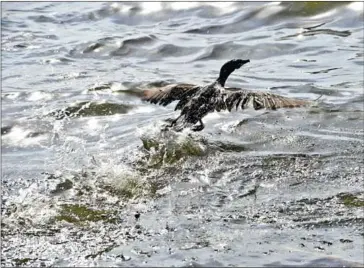  ?? YURI CORTEZ/AFP ?? A marine bird covered in oil tries to take flight without achieving it on the banks of the polluted Maracaibo Lake, in Cabimas, near Maracaibo, Zulia state, Venezuela.
