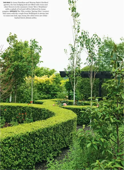  ??  ?? THIS PAGE In Anna Hamilton and Murray Bain’s Kerikeri garden, the box hedging beds are filled with roses and other flowers in the summer; Geum ‘Mrs J Bradshaw’ adds a splash of red and will be followed by Anzac poppies. OPPOSITE The Tilia cordata ‘Spring Glow’ (centre) that came with the couple from Wellington is always late to come into leaf, says Anna; the other trees are whitebarke­d birch (Betula utilis ).