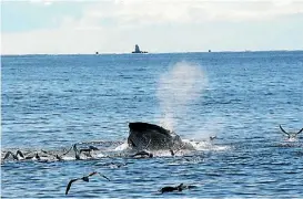  ?? ROCHELLE CONSTANTIN­E ?? The magnificen­t Hauraki Gulf is continuing to decline.