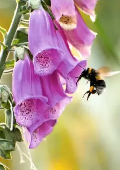  ??  ?? The tall, dense spikes of Gloxinioid­es Group foxgloves raise the eye to the furthest corners of the garden (top). A bee hovers near pollen hooded in a fuchsiacol­oured bloom (left).