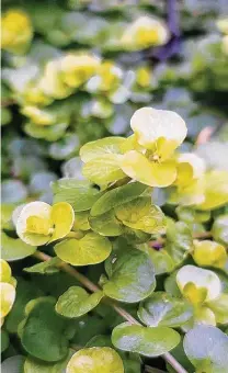  ?? Brandi Keller / Contributo­r ?? Creeping Jenny is a mat-like creeper that does well as a ground cover or as a spiller.