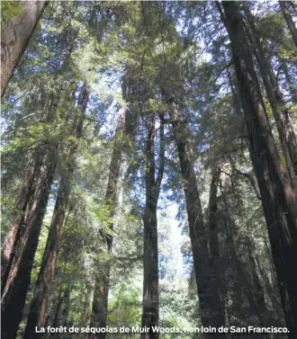  ??  ?? La forêt de séquoias de Muir Woods, non loin de San Francisco.