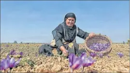  ?? HT FILE ?? A Kashmiri woman picking saffron flowers from a field in Pampore.