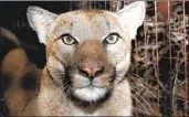  ?? National Park Service ?? MOUNTAIN LION P-78, seen here in 2019, died in December in Valencia after being hit by a car.