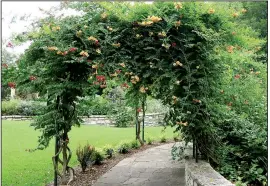  ?? Special to the Democrat-Gazette/JANET B. CARSON ?? Trumpet-creeper is one of the aggressive native vines that can run amok.