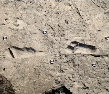  ?? ?? The 3.6-millionyea­r-old Laetoli trackways in northern Tanzania,
Africa, famously yielded the earliest evidence of hominin bipedalism. Another set of nearby footprints, long thought to belong to an upright bear, suggest another bipedal hominin ancestor was around at the same time.