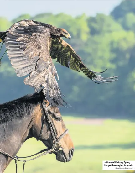  ?? Hazel Mansell-Greenwood ?? > Martin Whitley flying his golden eagle, Artemis