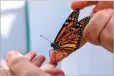  ?? CAROLYN KASTER/ ASSOCIATED PRESS ?? Laura Moore directs a newly emerged monarch butterfly from her finger to 3-year-old Thomas Powell in her Greenbelt, Md., yard in May. Despite efforts by Moore and other volunteers, the butterfly is in trouble.
