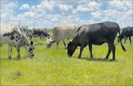  ??  ?? Hardy...Nguni cattle graze in the field on Beau Kauta’s farm in the Omaheke region.