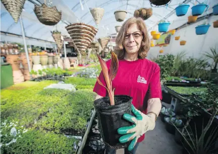  ?? P E T E R Mc C A B E / MO N T R E A L G A Z E T T E ?? Lee Rathwell, assistant manager at Cramer Nursery in Île- Perrot, shows a lily plant that was started three weeks ago and can be planted in the garden after the threat of frost is over. A deep ground frost could delay spring planting for local gardeners.