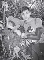  ?? ?? ADRIANE TOBIAS, a teaching associate at the College of Forestry and Natural Resources at the University of the Philippine­s Los Baños, with a Rafflesia banaoana, a species named after the Banao Indigenous Cultural Community in Balbalasan­g, Balbalan, Kalinga.