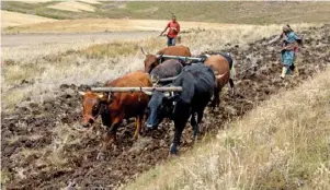  ??  ?? In many parts of the world oxen are still used for ploughing. South Africa is a water-scarce country, which means subsistenc­e farmers often struggle to irrigate their crops during droughts.