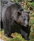  ?? Foto: Michael Munkler ?? Ein Braunbär wie dieser aus einem Gehege im bayerische­n Wald ist derzeit im Freistaat unterwegs.