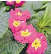  ?? Connecticu­t Post file photo ?? A hot-pink primrose is among the modern Polyanthus hybrids sold in early spring.