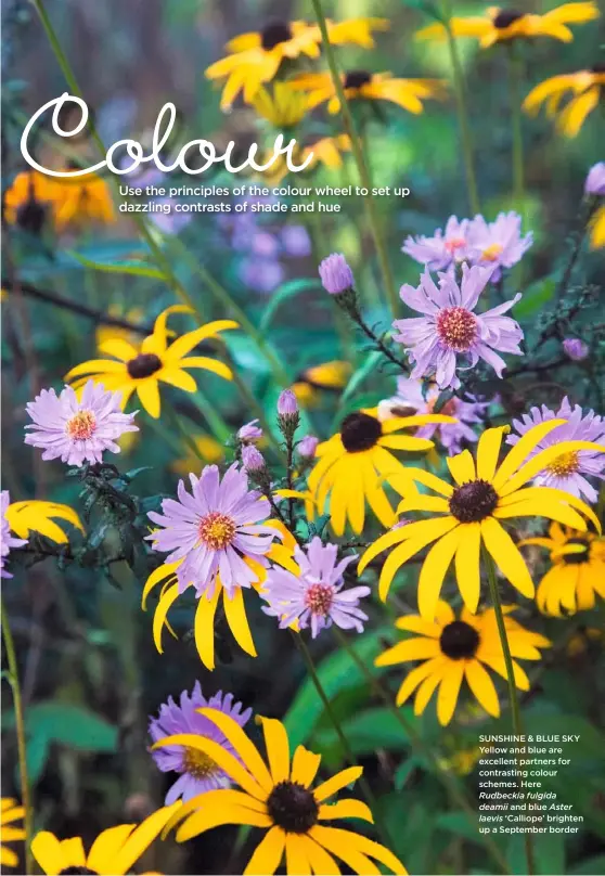  ??  ?? SUNSHINE & BLUE SKY Yellow and blue are excellent partners for contrastin­g colour schemes. Here Rudbeckia fulgida
deamii and blue Aster laevis ‘Calliope’ brighten up a September border