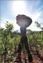  ?? ROBYN BECK/AFP ?? A farmer carries a sack with coca leaves in a field next to the river Inirida in the Guaviare Department, Colombia, on September 25.