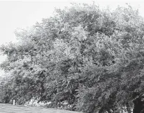  ?? ?? The damage in the leaf canopy of a live oak could be the result of squirrels.