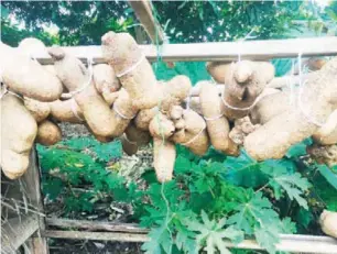  ?? ?? New yam seed variety