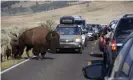  ?? Photograph: Matthew Brown/ ?? A large bison blocks traffic as tourists take photos of the animals in the Lamar Valley of Yellowston­e National Park in Wyoming.