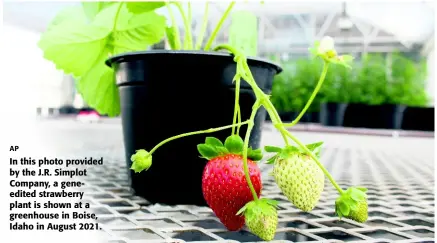  ?? AP ?? In this photo provided by the J.R. Simplot Company, a geneedited strawberry plant is shown at a greenhouse in Boise, Idaho in August 2021.