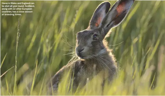  ??  ?? Hares in Wales and England can be shot all year round. Scotland, along with 22 other European countries, has a close season at breeding times.