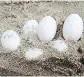  ?? FAWNA ?? Children on the east coast of Australia dug up 43 eggs that may have contained poisonous brown snakes.