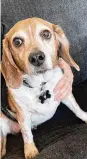  ?? COURTESY OF NICOLLE LEON/TNS ?? Roscoe, a 9-year-old Beagle, has been reunited with his Kansas family after being missing for eight years.