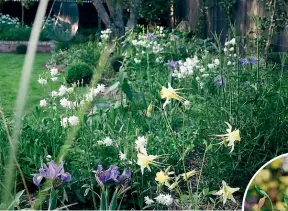  ?? JULIA ATKINSONDU­NN ?? Julia AtkinsonDu­nn’s garden features a range of aquilegia encompassi­ng blues, pinks, whites, yellows and reds.