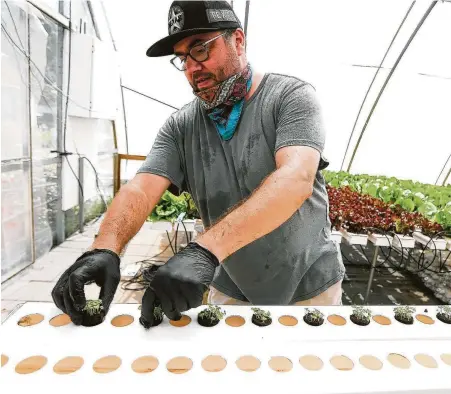  ?? Photos by Elizabeth Conley / Staff photograph­er ?? Francois Painteau plants basil at Verdegreen­s in Houston. More contactles­s pickup is a draw as a grocery-store alternativ­e.