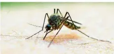  ?? FOTO: STEPHEN MORRISON/EPA/DPA ?? Viele gefährlich­e Infektions­krankheite­n wie beispielsw­eise das Dengue-Fieber werden von Mücken übertragen.