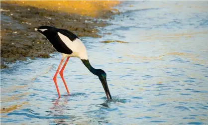  ??  ?? Walker Corporatio­n, Australia’s largest private property developer, has launched a third attempt to dredge and reclaim a Ramsar-listed wetland south of Brisbane. Photograph: Auscape/UIG via Getty Images