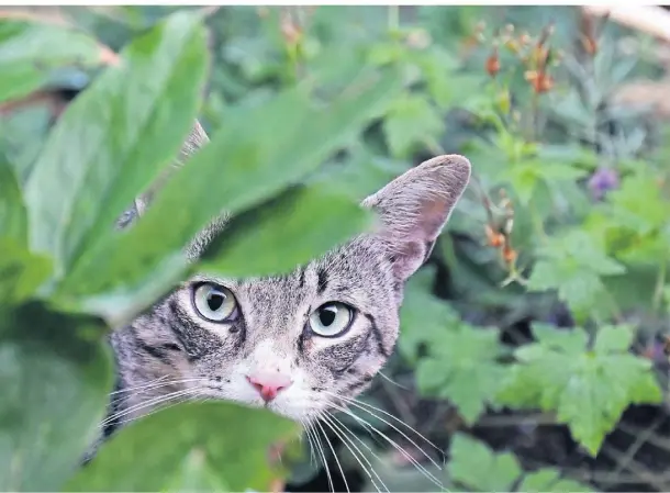  ?? FOTO: DPA ?? Rund 6000 frei lebende Katzen gibt es schätzungs­weise im Kreis Heinsberg.