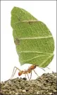  ?? GETTY IMAGES/ISTOCKPHOT­O ?? A leaf-cutter ant, Acromyrmex octospinos­us, carries a leaf.