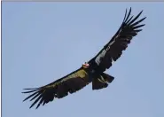  ?? MARCIO JOSE SANCHEZ — THE ASSOCIATED PRESS ?? A California condor takes flight in the Ventana Wilderness east of Big Sur in 2017.