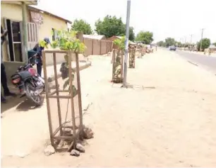  ??  ?? Trees were planted along major streets in Gombe metropolis